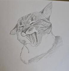 a graphite warmup sketch of a cat yawning